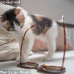 Laisha Farrell Profile Picture