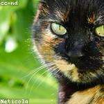 Hassie Hegmann Profile Picture