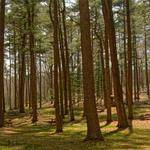 Amina Wiegand Profile Picture
